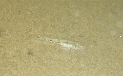 Favonigobius exquisitus