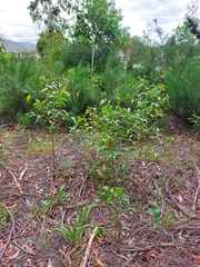 Eucalyptus fastigata, photograph author not stated, no rights reserved