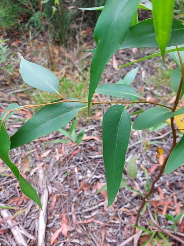 Eucalyptus fastigata, photograph 6