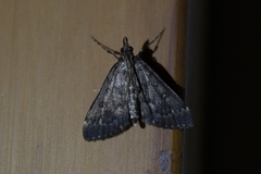 Proternia philocapna