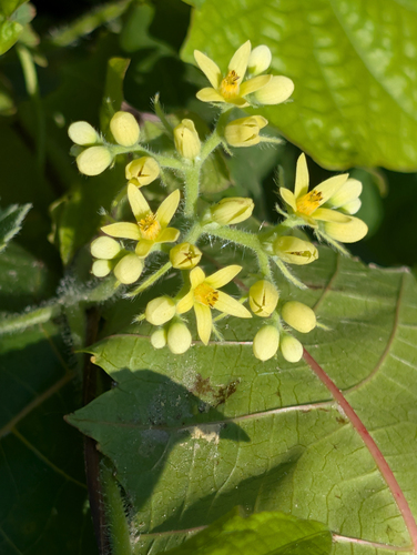 Gronovia scandens (Gronovia scandens)