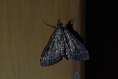 Proternia philocapna