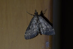 Proternia philocapna