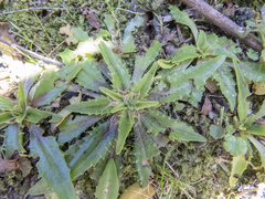 Plantago triandra