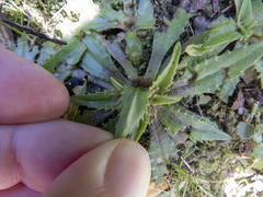 Plantago triandra