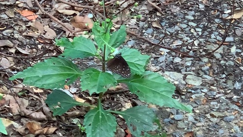 Eupatorium luchuense iNat (3)