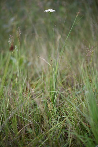 Narrow-leaved Water-dropwort (Oenanthe silaifolia)