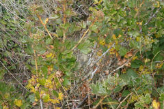 Ribes uva-crispa sativum