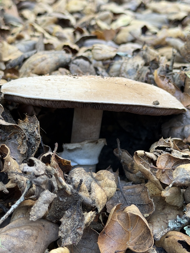 Agaricus hondensis · December 2025 · photo: © aheyman1 (iNaturalist, cc0)