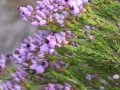 Erica umbellata