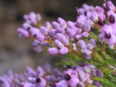 Erica umbellata