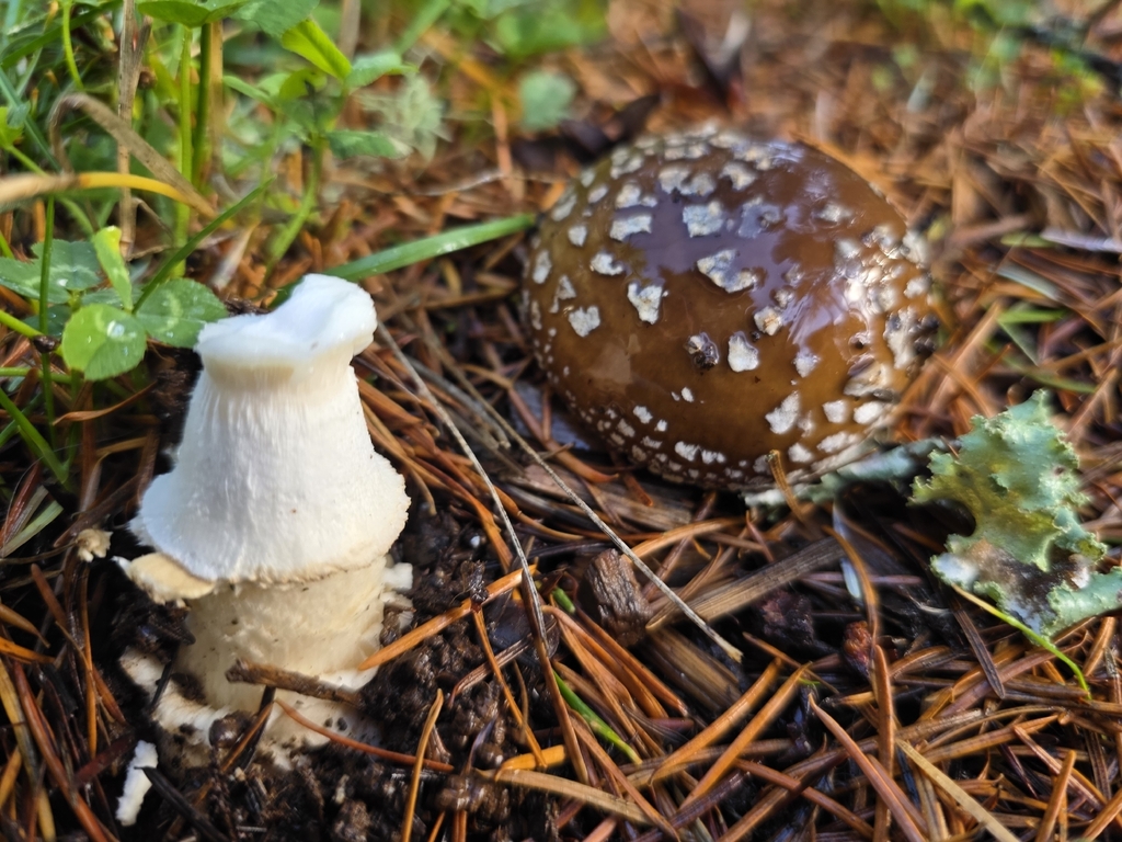 Amanita pantherinoides · December 2025 · photo: © mcmerlla (iNaturalist, cc-by)