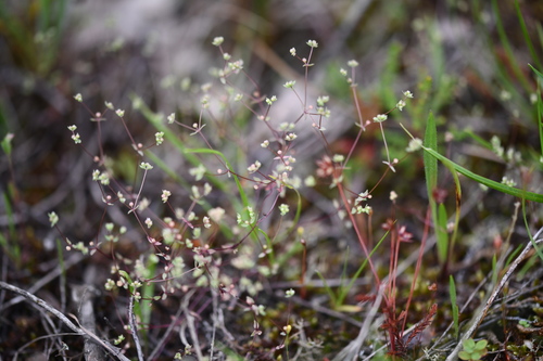 Allseed (Radiola linoides)