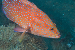 Coral Hind photo 5