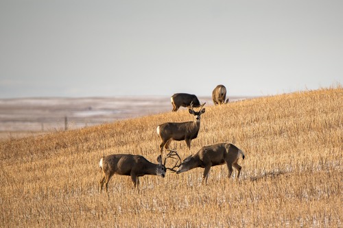 Odocoileus hemionus