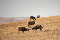 Mule Deer photo 6