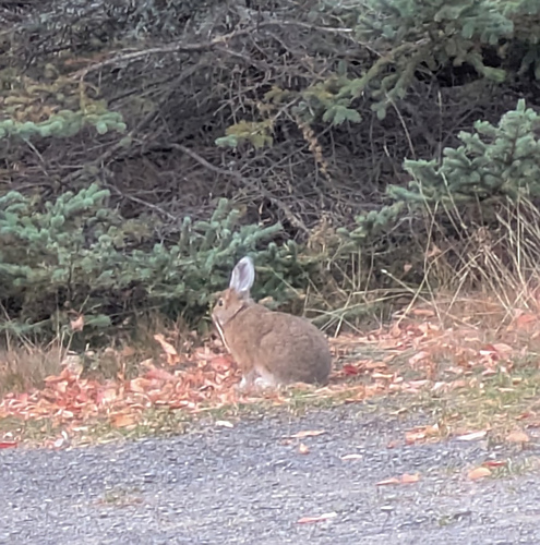 Snowshoe Hare