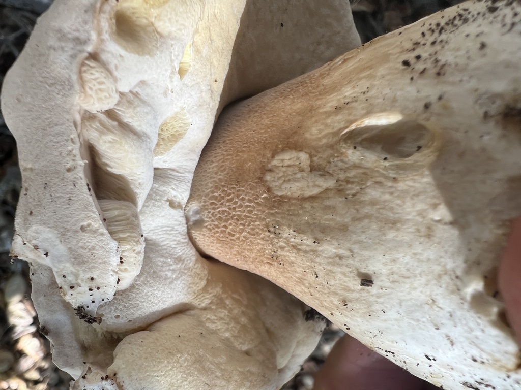 Boletus barrowsii · December 2025 · photo: © topher_mueller (iNaturalist, cc0)
