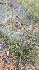 Daviesia corymbosa, photograph (c) Petra Holland, some rights reserved (CC BY)