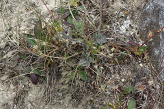 Gingidia enysii