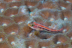 Helcogramma striata