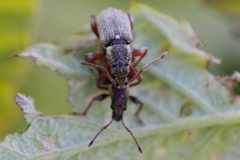 Phyllobius contemptus