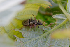 Phyllobius contemptus