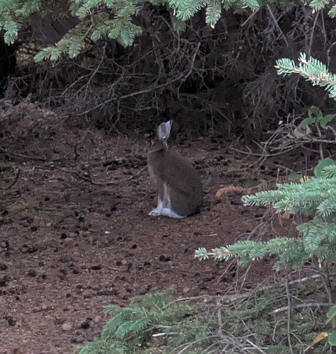 Snowshoe Hare