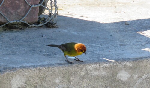 Fulvous-headed Brushfinch (Atlapetes fulviceps), photo 5