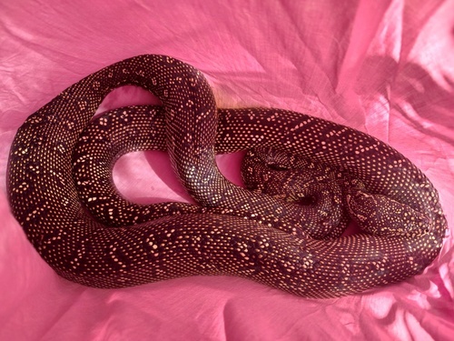 Diamond Python sighting