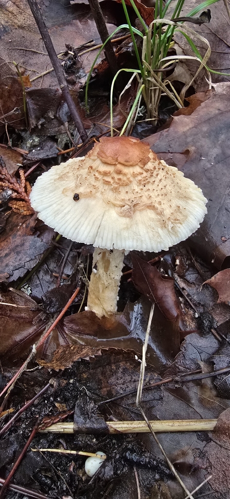 Lepiota sp. 'clypeolaria-IN02' · December 2025 · photo: © leannestacy (iNaturalist, cc0)