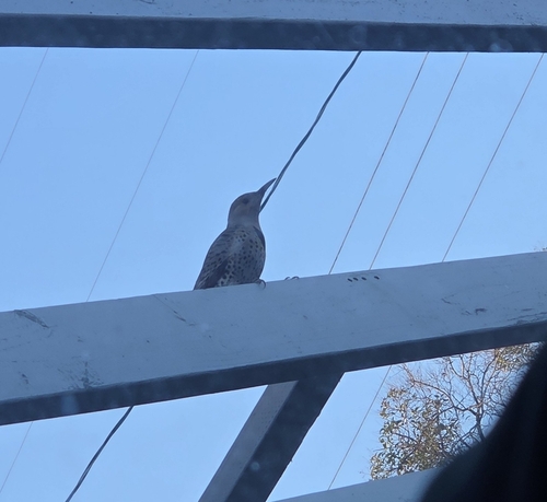 Northern Flicker