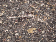 Crotalus oreganus concolor
