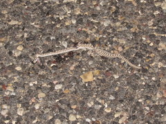 Crotalus oreganus concolor