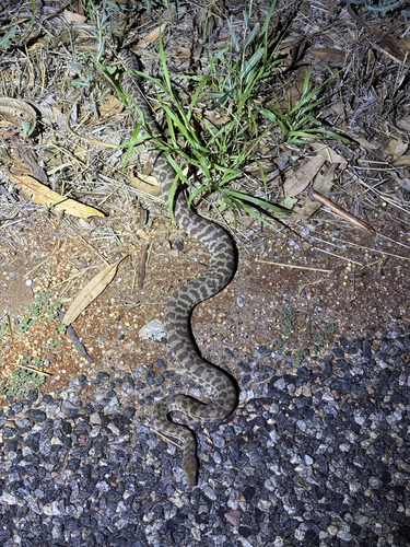 Children's Python sighting