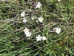 Arenaria montana