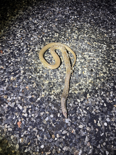 Australian Brown Snakes sighting