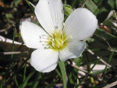 Arenaria montana