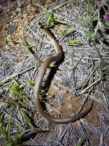 Unbanded Shovel-nosed Snake sighting