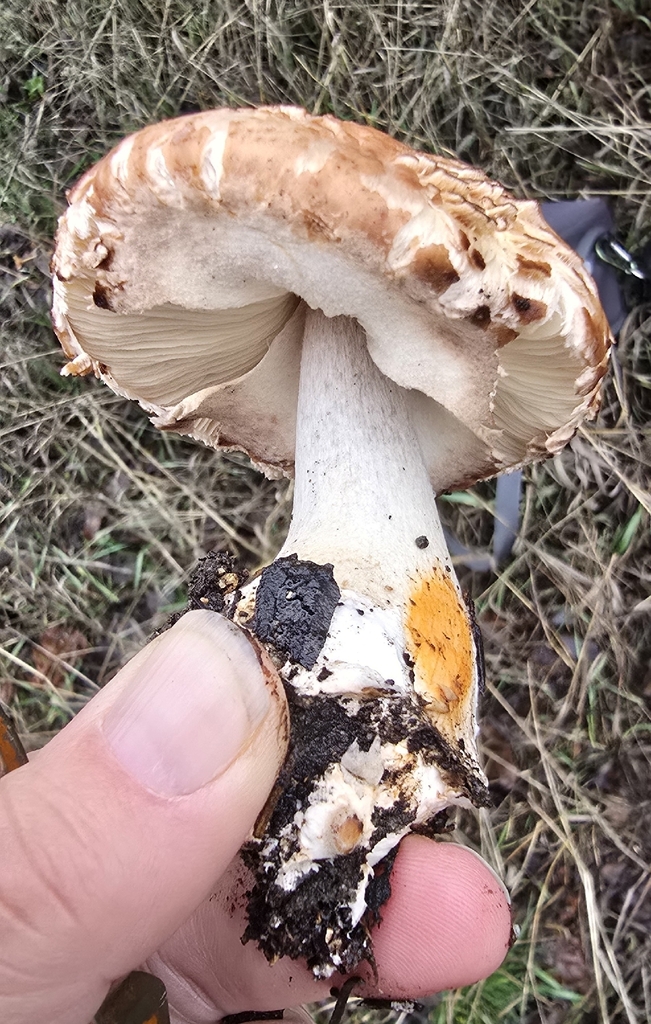 Chlorophyllum rhacodes · December 2025 · photo: © leannestacy (iNaturalist, cc0)