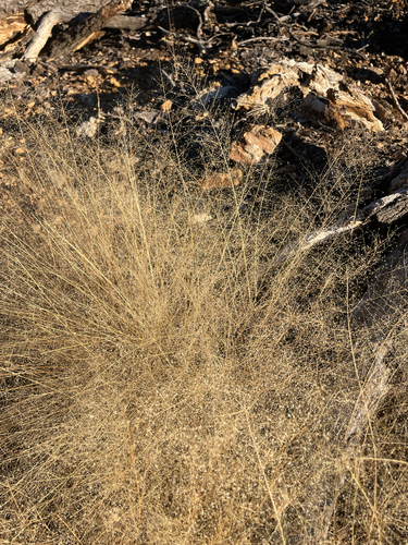 delicate muhly