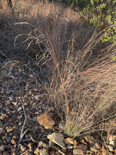 Aristida schiedeana, 2025-12-17