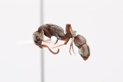 Platythyrea sinuataPlatythyrea sinuata