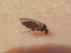 Austrosimulium australense