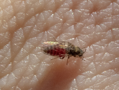 Austrosimulium australense