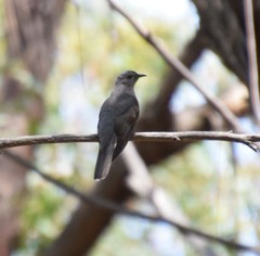 Cacomantis variolosus