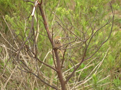 Cisticola lais