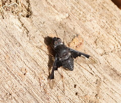 Anthrax dolabratus