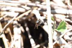 Blepharotes splendidissimus