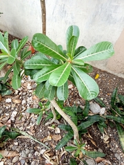 Adenium obesum